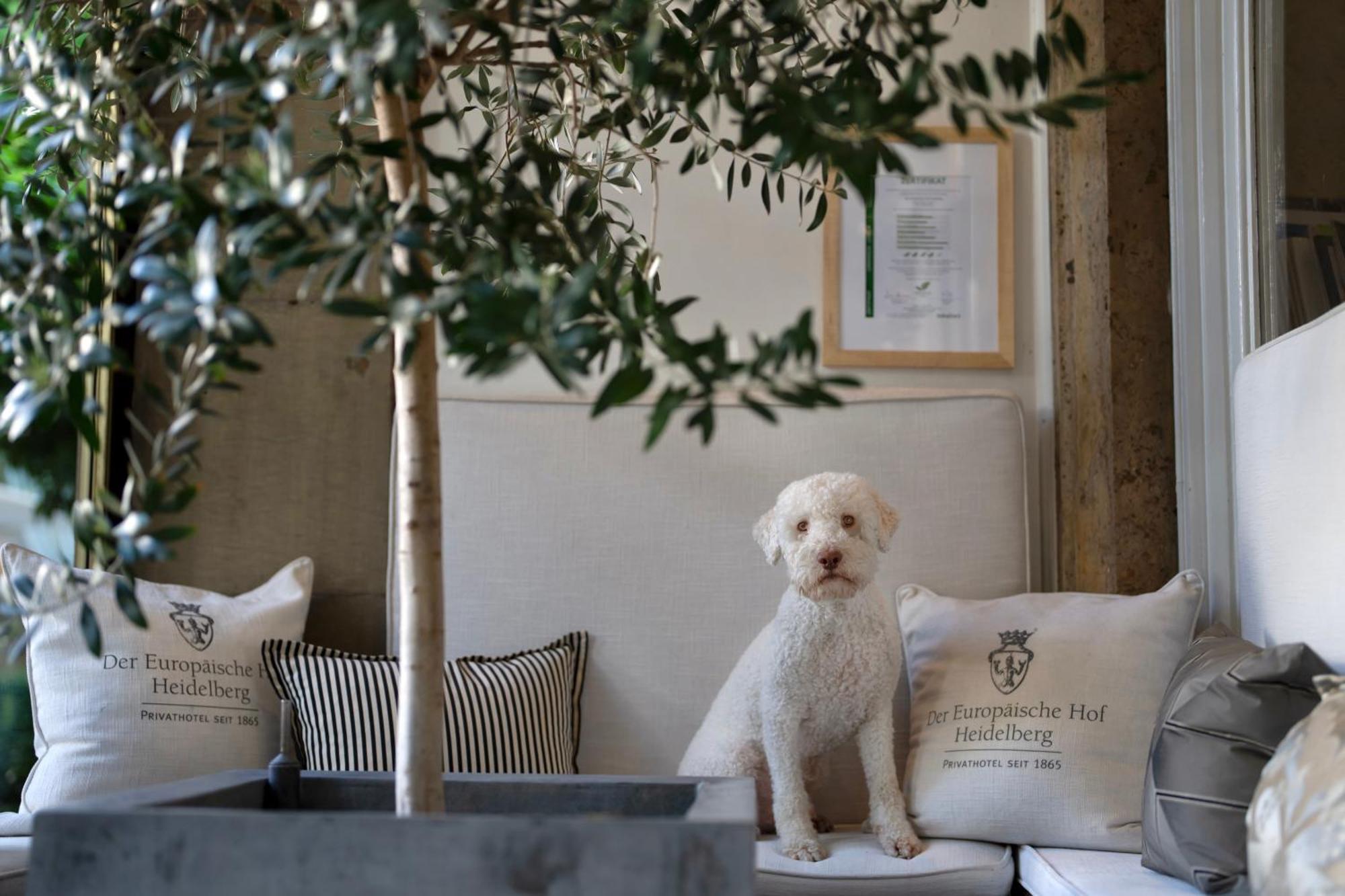 Hotel Europaeischer Hof Heidelberg, Bestes Hotel Deutschlands In Historischer Architektur Ngoại thất bức ảnh A young Spanish Water Dog